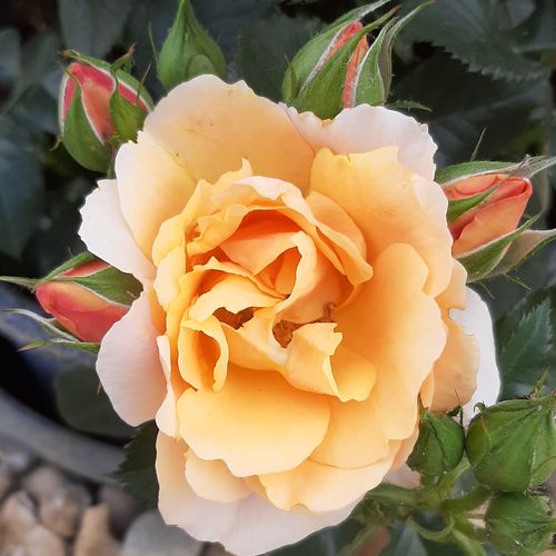 Vendita, rose miniatura, lillipuziane - arancione - Rosa Fleur™ - rosa dal profumo discreto - Poulsen Roser A/S - ,-
